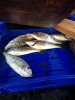 IMG-20140323-WA0019.jpg