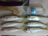 DSC01468.jpg