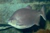 pacu-9392.jpg