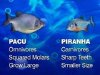 image_pacu.jpg