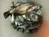 20150718_054155.jpg