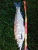 IMG_20150923_185248.jpg