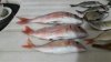 IMG-20160129-WA0000.jpg