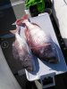 IMG_20160225_095601.jpg