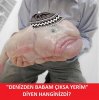 ne-balığı.jpg