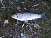 IMG-20170318-WA0005.jpg