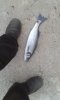 IMG-20170330-WA0001.jpeg