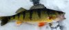Perch-Guelph-Lake-Ice-Fishing-A.jpg