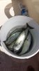 IMG-20170831-WA0002.jpeg