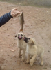 köpek balık.png
