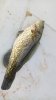 IMG-20210307-WA0000.jpeg