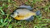 how_to_catch_bluegill.jpg