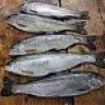 Minnow