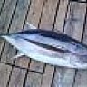 fishmanturan