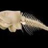 fishbone