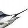 Swordfish