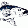 Hırçın Karadeniz