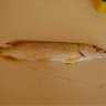 Pike_Hunter