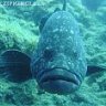 codgervural