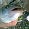 jazzbass22