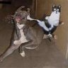 kedi