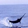 SWORD_Fish