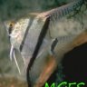 YasliCocuk38