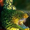 albertfish