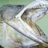 BarbarosTUGRUL
