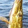 semusali