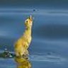 silurus_glanis