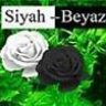 sinanaykut