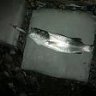 phantomlord10