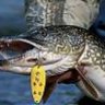 Pike Mania
