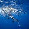 blackmarlin