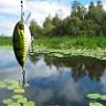 catfish12