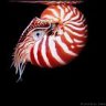Nautilus61