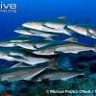 Cobia
