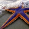 Starfish_