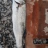 Memoli