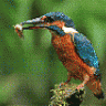fishermann_hazal