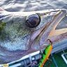 jigging