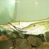 pterois volitans