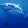 white shark_77