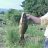 KAYIN_CARP