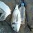 umut_seker
