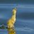 silurus_glanis