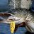 Pike Mania