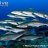 Cobia