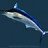 blue marlin